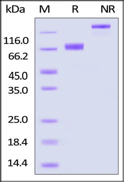 ACROBiosystems Biotinylated Human IL-7 R alpha / CD127 Protein, Fc,Avitag,