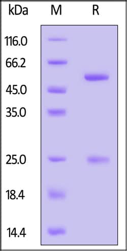 ACROBiosystems GMP Monoclonal Anti-Human CD3 Antibody (OKT3) DMF Filed,