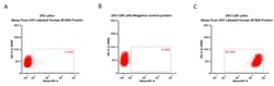 ACROBiosystems Alexa Fluor 647-Labeled Human BCMA / TNFRSF17 Protein, His