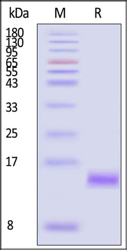 ACROBiosystems Human Beta-NGF Protein, Tag Free, Quantity: Each of 1