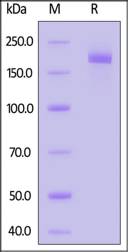 ACROBiosystems Biotinylated SARS-CoV-2 Spike Trimer Protein, His,Avitag