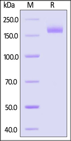 ACROBiosystems Biotinylated SARS-CoV-2 Spike Trimer Protein, His,Avitag