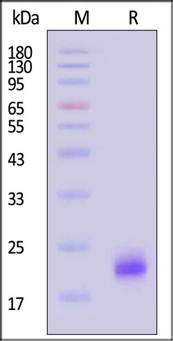 ACROBiosystems Human MOG Protein, His Tag (MALS verified), Quantity: Each
