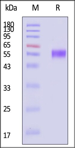 ACROBiosystems Biotinylated Mouse CD5 Protein, His,Avitag, Quantity: Each