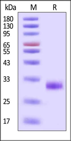 ACROBiosystems Human IgG1 Fc (C103S, N180A) Protein, His Tag, Quantity: