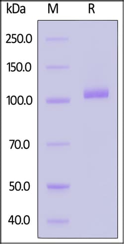 ACROBiosystems Human Transferrin R2 alpha Protein, Fc Tag, Quantity: Each
