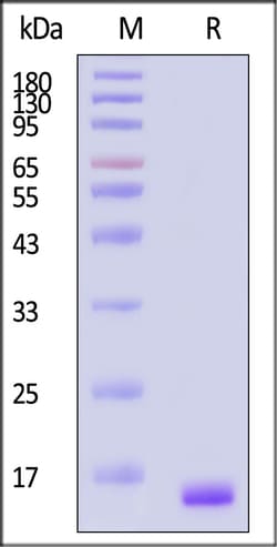 ACROBiosystems Human FGF basic Protein, premium grade, Quantity: Each of