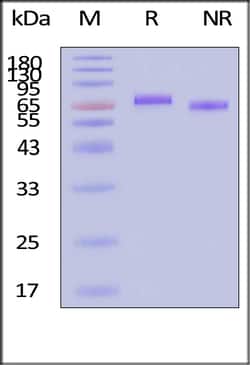 ACROBiosystems ActiveMax Human IL-12 Protein, Tag Free (MALS verified),