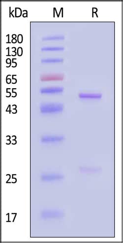 ACROBiosystems Monoclonal Anti-TNF-alpha Antibody, Human IgG1 (16H5), Quantity: