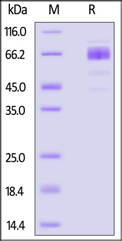 ACROBiosystems Cynomolgus IL-10 R alpha / CD210 Protein, Fc Tag, Quantity: