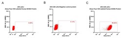 ACROBiosystems Alexa Fluor 555-Labeled Human BCMA / TNFRSF17 Protein, His