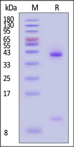 ACROBiosystems Unconjugated Human HLA-A*11:01&B2M Complex Protein (Peptide