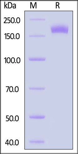 ACROBiosystems Biotinylated Human CD206 / MMR Protein, His Tag, ultra sensitivity