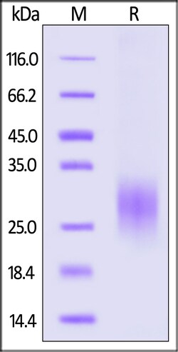 ACROBiosystems Cynomolgus / Rhesus macaque Fas Ligand / TNFSF6 Protein,