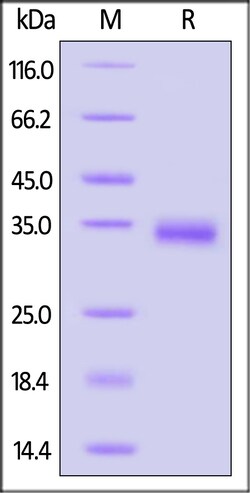 ACROBiosystems Human EREG Protein, Fc Tag, Quantity: Each of 1