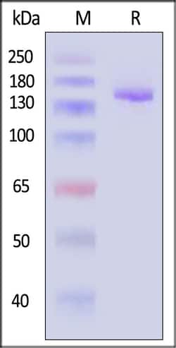ACROBiosystems GENPower NLS-Cas12a Nuclease (MALS verified), Quantity: