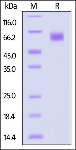 ACROBiosystems Biotinylated Human LILRB1 / CD85j / ILT2 Protein, His,Avitag