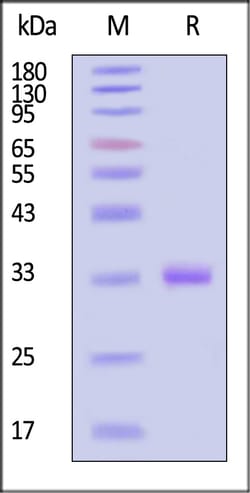 ACROBiosystems Human IgG1 Fc (C103S, L117A, L118A) Protein, His Tag, Quantity: