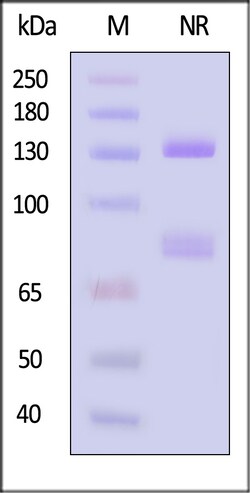 ACROBiosystems Human Integrin alpha 6 beta 4 Protein, His Tag&Tag Free