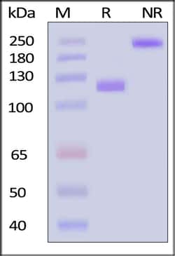 ACROBiosystems Biotinylated Human VCAM-1 / CD106 Protein, Fc,Avitag (MALS