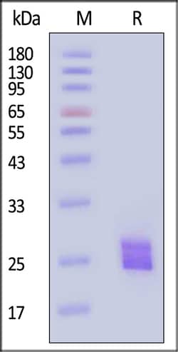 ACROBiosystems ActiveMax Human IL-11 Protein, His Tag, Quantity: Each of
