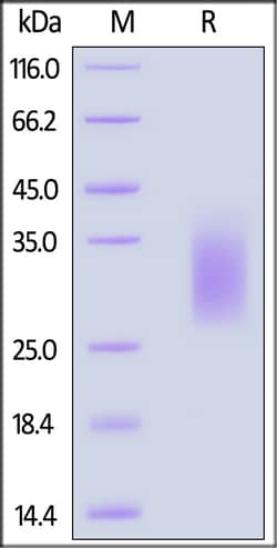 ACROBiosystems Biotinylated Human GCGR / Glucagon receptor Protein, His,Avitag
