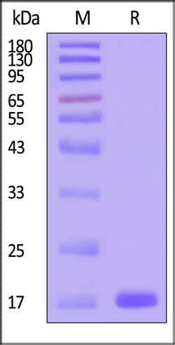 ACROBiosystems Human Midkine / Mdk Protein, premium grade, Quantity: Each