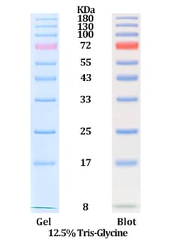 ACROBiosystems&nbsp;Star Ribbon Pre-stained Protein Marker (8-180 kDa)
