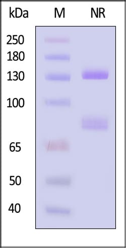 ACROBiosystems Human Integrin alpha 6 beta 4 Protein, His Tag&Tag Free