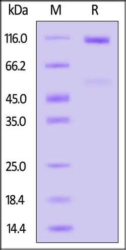 ACROBiosystems Biotinylated Mouse Cadherin-17 / CDH17 Protein, His,Avitag