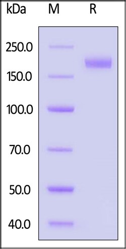 ACROBiosystems Biotinylated MERS Spike Trimer Protein, His,Avitag (MALS