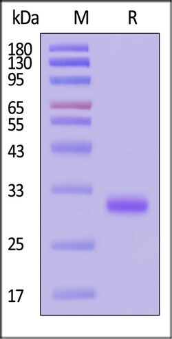 ACROBiosystems Mouse IgG3 Fc Protein, Tag Free (MALS verified), Quantity: