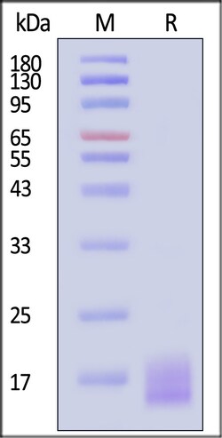 ACROBiosystems Biotinylated Human LY6G6D Protein, His,Avitag, Quantity: