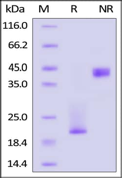 ACROBiosystems Canine CD3 epsilon & CD3 delta Heterodimer Protein, His