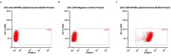 ACROBiosystems Alexa Fluor 488-Labeled Human BCMA / TNFRSF17 Protein, His