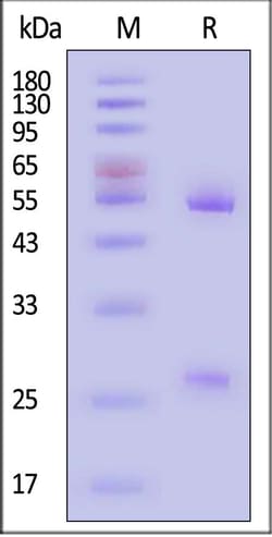 ACROBiosystems Anti-Human IgG Antibody-Acridine ester (MALS verified),
