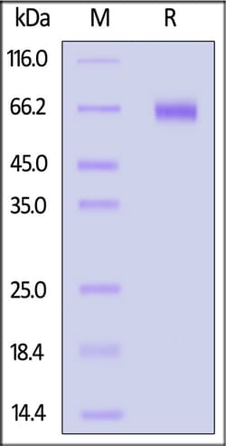 ACROBiosystems Human CD39 / ENTPD1 (Q96A, N99A, E143A, R147E) Protein,