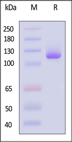 ACROBiosystems Mouse Transferrin R Protein, Fc Tag (MALS verified), Quantity: