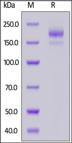 ACROBiosystems MERS Spike protein trimer (R748A, R751A, V1060P, L1061P),
