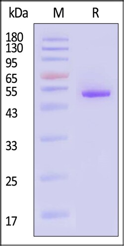 ACROBiosystems Human TNF-alpha Protein, Fc Tag, Quantity: Each of 1