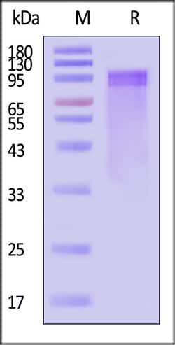ACROBiosystems Human LRP-1 / cluster Ⅲ Protein, Fc Tag, Quantity: Each