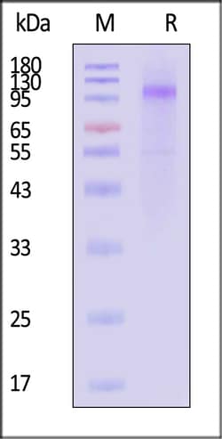 ACROBiosystems Human LRP-1 / cluster Ⅳ Protein, Fc Tag, Quantity: Each