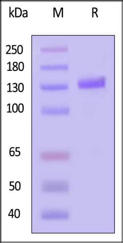 ACROBiosystems Human Cadherin-17 / CDH17 Protein, Mouse IgG1 Fc Tag, Quantity:
