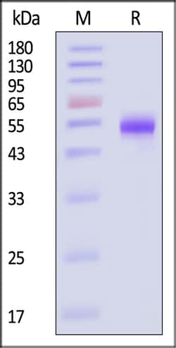 ACROBiosystems Biotinylated Rhesus macaque CD5 Protein, His,Avitag, Quantity:
