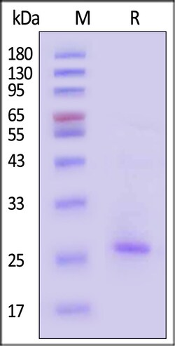 ACROBiosystems Human Claudin-6 / CLDN6 Protein, His,Twin-Strep Tag (Detergent),