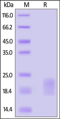ACROBiosystems ActiveMax Mouse GM-CSF Protein, Tag Free, Quantity: Each