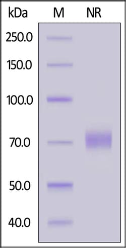 ACROBiosystems Biotinylated Human OX40 Ligand / TNFSF4 Protein, His,Avitag