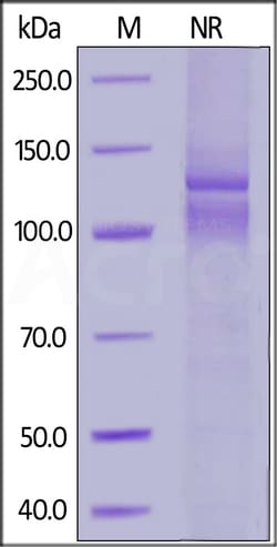 ACROBiosystems Human Integrin isoform alpha-7X2B beta 1 (ITGA7X2B&ITGB1)