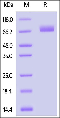 ACROBiosystems Biotinylated Human MAdCAM-1 Protein, Fc,Avitag (MALS verified),