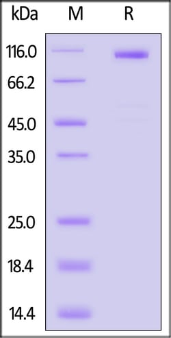 ACROBiosystems Biotinylated Human Cadherin-17 / CDH17 Protein, His,Avitag